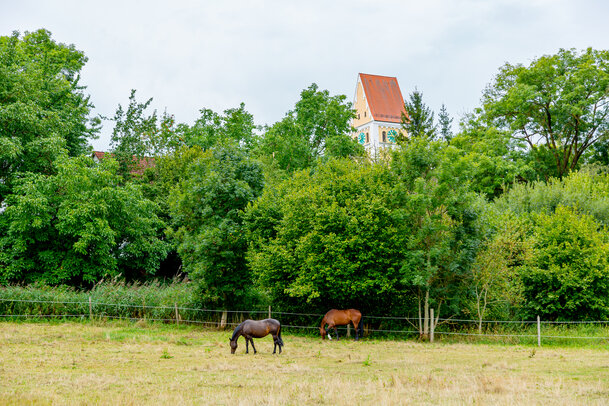 Thumbnail: _JA 40737 Pferde, Kirchturm dahinter.jpg
